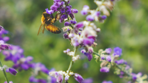 Een bij op paarse bloemen in bloei
